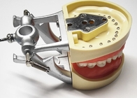 Οδοντική ιστολογία προτύπων μελέτης ρητίνης, μη τοξικό Orthodontic πρότυπο δοντιών