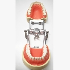 Οδοντική ιστολογία προτύπων μελέτης ρητίνης, μη τοξικό Orthodontic πρότυπο δοντιών